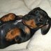 Cute Dachshund Pics (@cutedoxiepics) Twitter profile photo Cute Dachshund Pics (@cutedoxiepics) Twitter profile photo