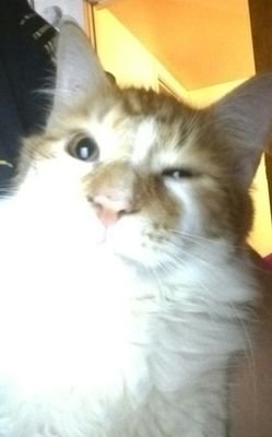 AwesomeSuki123's profile picture. Hai!