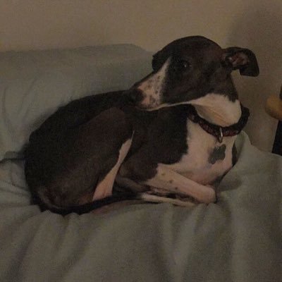 giddyboohuck's profile picture. Stealing yer girl since 2013. I pee where I want to. Grandma is a queen. #ZombieSquad #ItalianGreyhound #iggy #ItalianGreyhoundsAgainstSelfies
