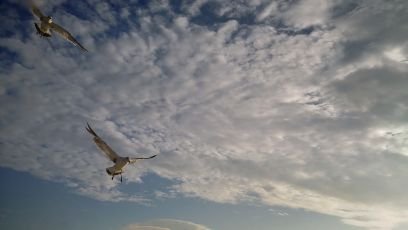 FreelyOL's profile picture. 