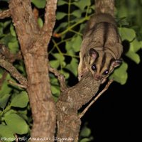 Savanna Glider (@savanna_glider) 's Twitter Profile