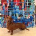Dufus the Dachshund (@dufusknows) Twitter profile photo Dufus the Dachshund (@dufusknows) Twitter profile photo