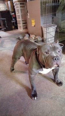 C.E.O. of Booth St. Bully Kennel and avadvocate. of the American Bully Breed
(FB)Emarble Bullies
(IG)BOOTHST.BULLYKENNEL