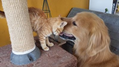 sdfhideto's profile picture. 2003年新規就農、大阪出身、放牧酪農、牛の幸せ、人の幸せ日夜研究中。動物好き、バイク、スノーモービル、ギター、バンドやってます。北海道のとある小さな牧場 #放牧酪農 #新規就農 #アリス #goldenretriever #labradorretriever