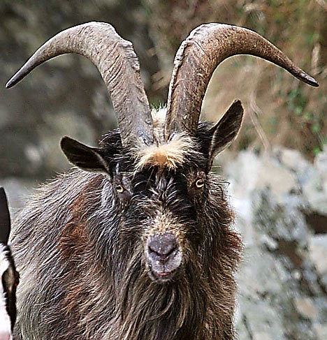 thescapegoat's profile picture. The original scapegoat. Blame all your problems on me.