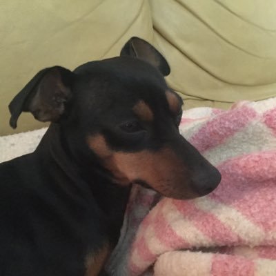 nicscorreia's profile picture. He hecho muchas cosas en mi vida