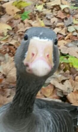 AJtheDuck Profile Picture