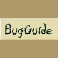 BugGuide.net (@bugguidenet) Twitter profile photo