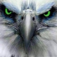 No more running! Make a stand! (@rebellioushawk) 's Twitter Profile