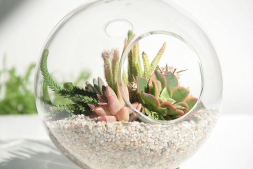 tendliving's profile picture. tending to the planet one plant friend at a time...