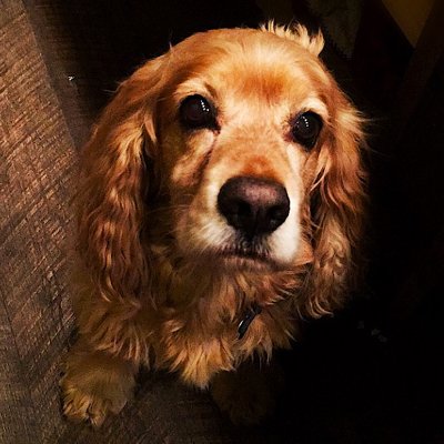 gandgfs's profile image