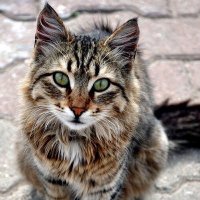 Sage (@thecatserror) 's Twitter Profile