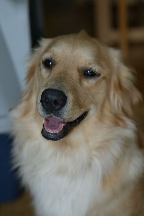 Ansakuhu's profile picture. Mac歴３８年いつまでたっても初心者！猫２（楓：ふう：15歳、めぇ：14歳）妻１、子供２、団塊世代。ゴルの杏(あんず)２０１２.９.１６空へと旅立ちました。１０年３か月１０日間、ありがと！保護猫むうは推定８歳で虹のむこうへ！ゴルのさくら２０１７.９.２０大空へ。１４年５か月１６日間、サンキュ！