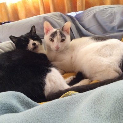Hachi & Cobyさんのプロフィール画像
