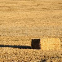 ALPACATE (@alpacate) 's Twitter Profile