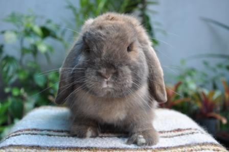 MiracleOfRabbit's profile picture. 