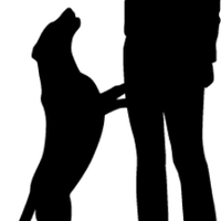 Dog Days (@favoritedog3) 's Twitter Profile