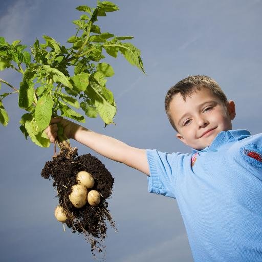 Grow Your Own Potatoes a growing initiative with over 6 million children getting hands-on to learn where potatoes come from and how they grow. #GYOP 🥔🥔🥔