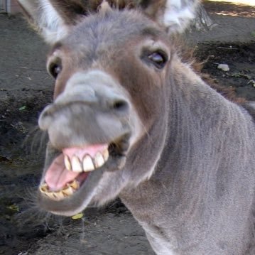 2Liberal2BLogic's profile picture. Hee-Haw Hee-Haw