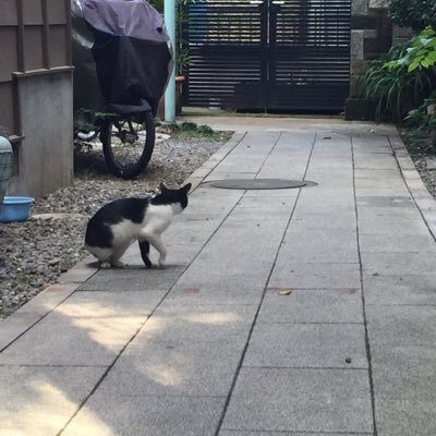 spi6ite's profile picture. ─=≡Σ((( つ•̀ω•́)つ頑張って生きてる