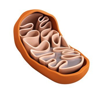 We are the powerhouse of the cell. Vote for us for president 2k15. A follow is a vote!