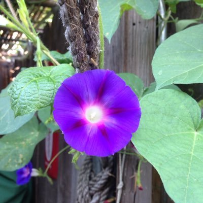 summersglo17's profile picture. 