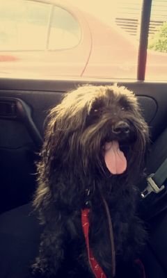 BrandonxDDJsK's profile picture. ✌
Me gustan Los animales (En especial Los perros)
 Pero Me gustan todos los animales por igual