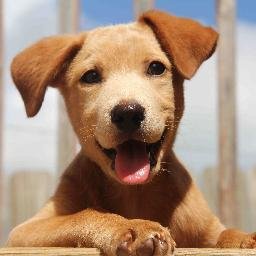 earthspet's profile picture.