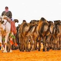 هزع العراقيب.. (@s__w335) Twitter profile photo