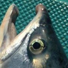 Fishing families dedicated to producing the highest quality wild, sustainable salmon from the #TakuRiver. #TakuSalmon #TakuRiverReds #fishingforthefuture