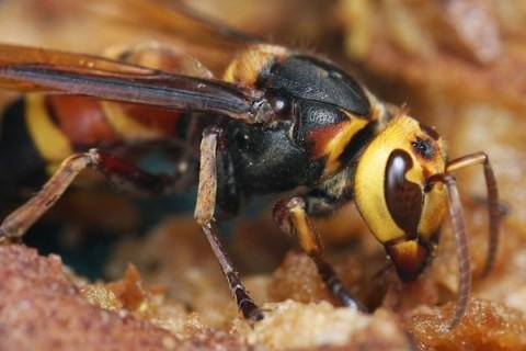 Hornet from Birth. Lives in Devon. Watford F. C & Dogs. I am under that flag somewhere. 😂😂🐝🐝