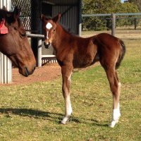 Flinders Park Stud (@flinderspark) 's Twitter Profile