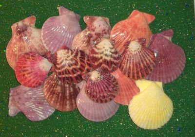 shellmassage's profile picture. #seashellmassage  @seashelluniversity @juliasbeachshop