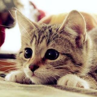 かわいい猫画像動画 Nekodaisuki Dot Twitter