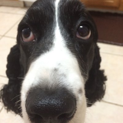 springdays1995's profile picture. 