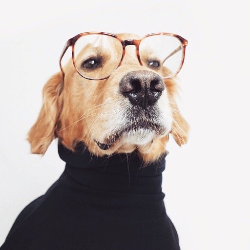 Rusty the rescued golden retriever from Portland, OR. Kindness is contagious and we are here to spread the bug.