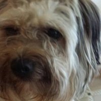 Laurinda Cox (@lcox330) 's Twitter Profile