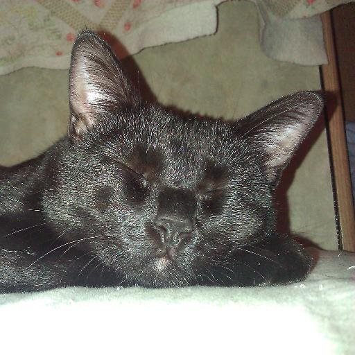 shindo_hikaru_1's profile picture. 