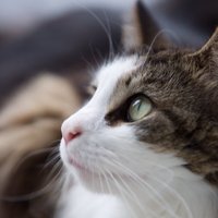 まし (@massig) 's Twitter Profile Photo まし (@massig) 's Twitter Profile Photo
