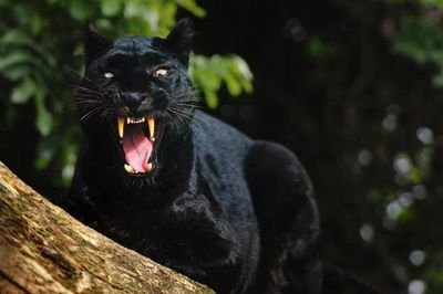 La Panthere Noire Kurevanhema Twitter