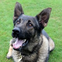 NS PoliceDogs(@NSPoliceDogs) 's Twitter Profile Photo