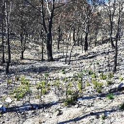 Divulgación de los trabajos de restauración forestal desarrollados por la CARM en la zona incendiada de la Sierra de Almirez de Lorca en Agosto de 2015.