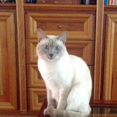 GabriellaRaffa1's profile picture.