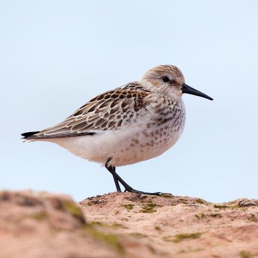 A voluntary group who monitor and protect the wading birds on West Kirby beach