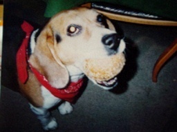 meganemeg's profile picture. 写真は永遠の愛犬🐶　落としたパンをキャッチされて、そのまま返してくれなかった、良き思い出☺️