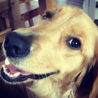 stephenakridge (@stephenakridge) 's Twitter Profile