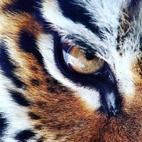 Middlebury Union HS (@middtigers) 's Twitter Profile