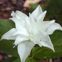 Mabel (@mabelchrips) 's Twitter Profile Photo