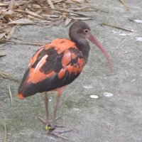 Bev Daniel (@bev_daniel) 's Twitter Profile