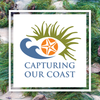 Capturing Our Coast(@CapturingRCoast) 's Twitter Profileg